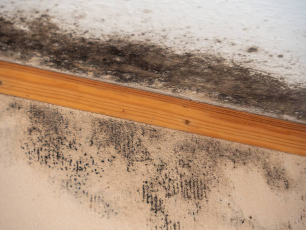 Mold Odor Removal Services in Redby, MN