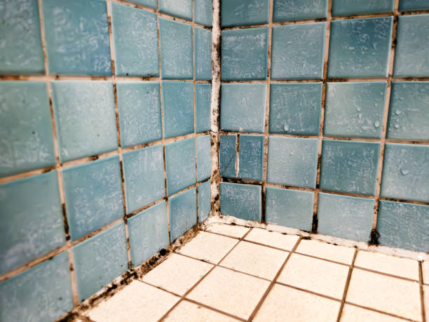 Best Comprehensive Air Testing for Mold Contaminants  in Redby, MN