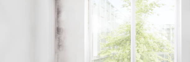 Best Mold Remediation for Healthcare Facilities  in Redby, MN