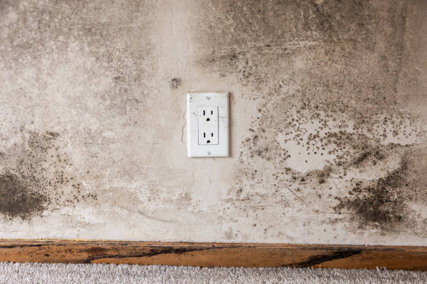Best Air Quality Testing for Mold Spores  in Redby, MN