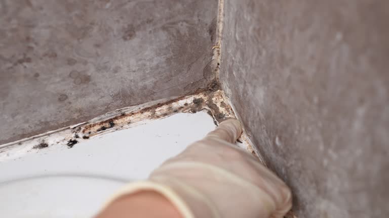 Redby, MN Mold Removal Company